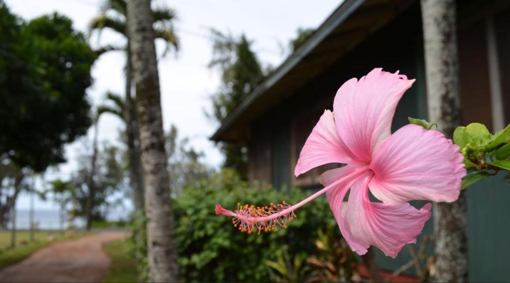 Backpackers Vacation Inn And Plantation Village Pupukea Eksteriør bilde